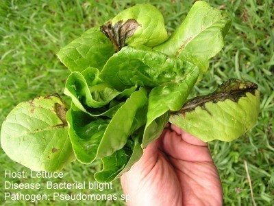 lettuce blight
