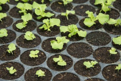 lettuce seedlins