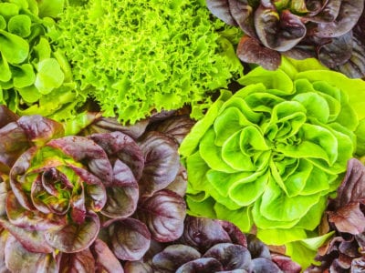 lettuce variety