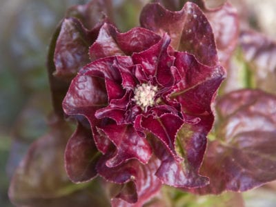purple lettuce flower