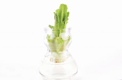 regrowing lettuce