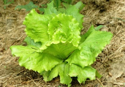summertime lettuce