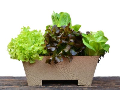 container lettuce
