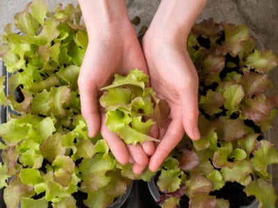 pick leaf lettuce