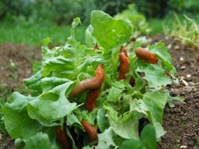 lettuce pests