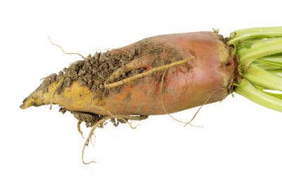 mangold root