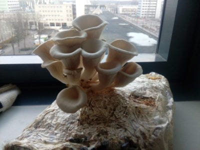 oyster mushroom