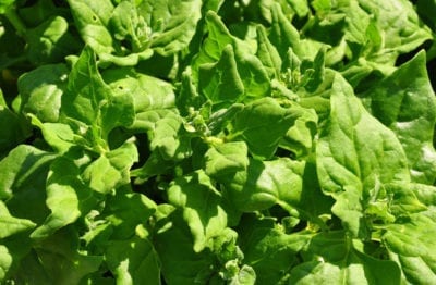 New Zealand spinach