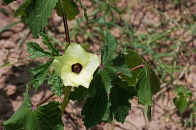 okra flower