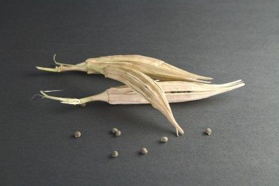 okra seeds