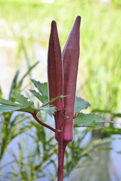 red okra