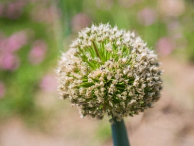onion flower head