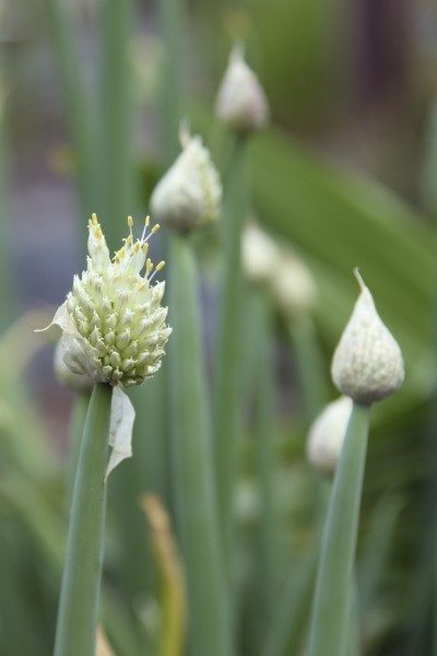 welsh onion