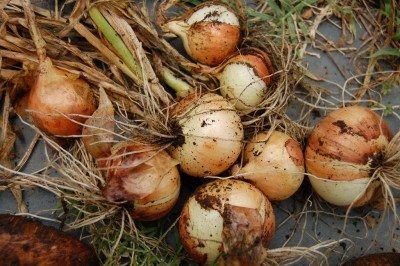 harvested onions1