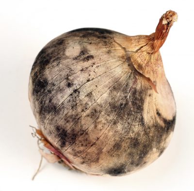 onions disease