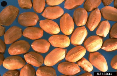 peanut seeds