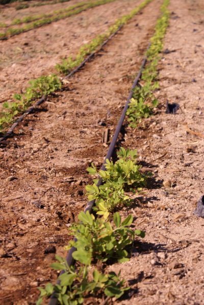 watering peanuts