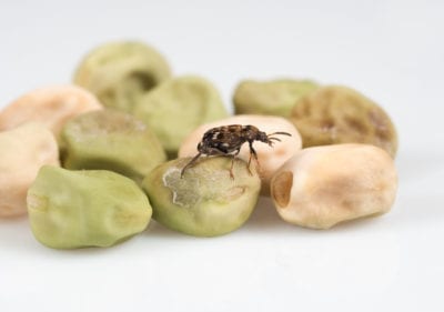 pea weevil