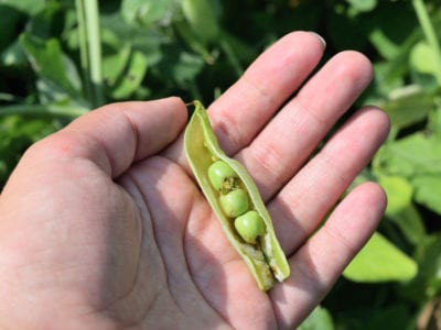 green peas spoiled with worms 1