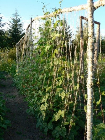 pea trellis1