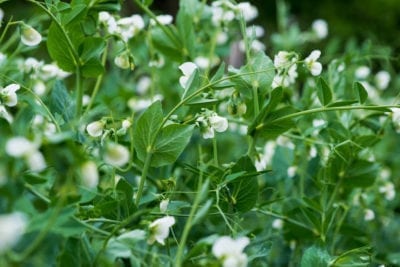 spring peas 1