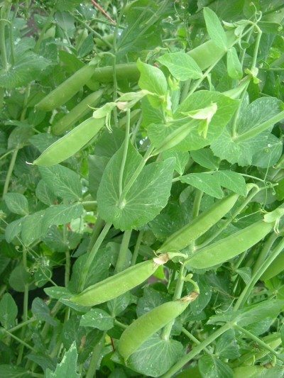sugar snap peas