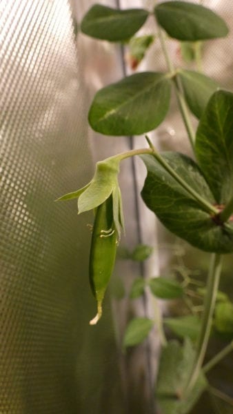 Pea Pod on indoor Peas
