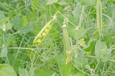 peas