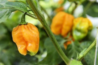 pepper id