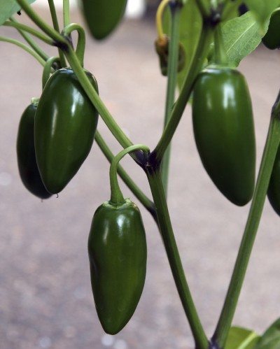 Jalapeno Pepper plant