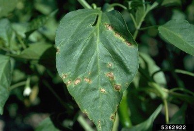 bacterial leaf spot on peppers