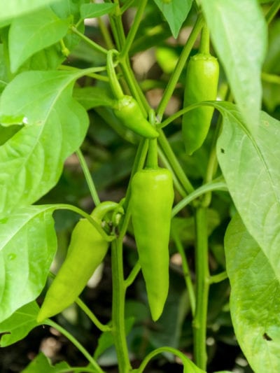 banana pepper plant