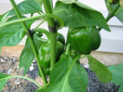 black pepper stem1