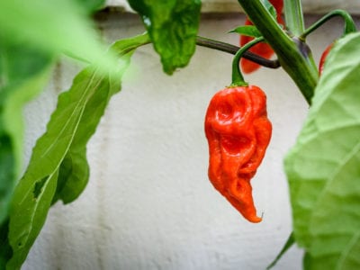 chilli pepper