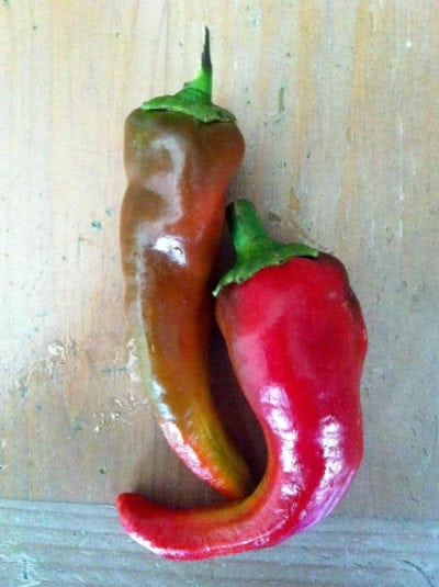 italian sweet pepper