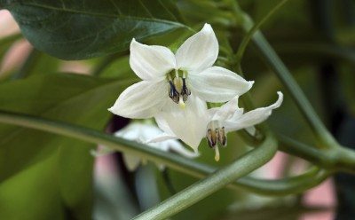 pepper blossom