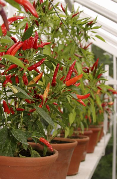 peppers in pots