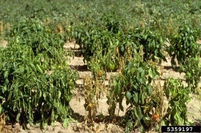 phytophthora on peppers