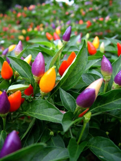ornamental pepper