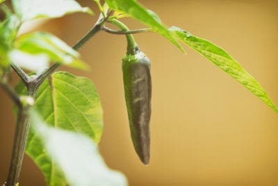 indoor pepper