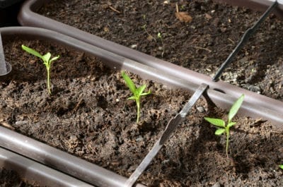 pepper seedlings