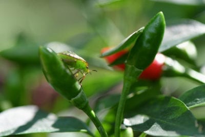 chili pepper pest
