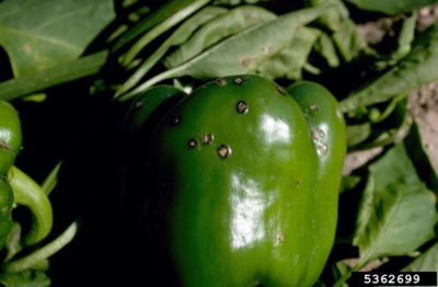 pepper black spot