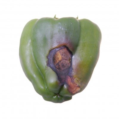 pepper blossom end rot