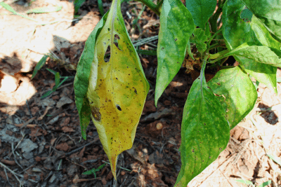 yellow pepper leaves