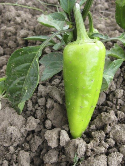 pepper ground
