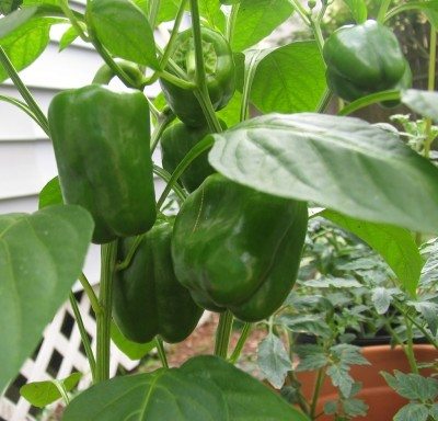 peppers on plant