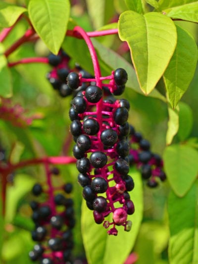 phytolacca americana plant