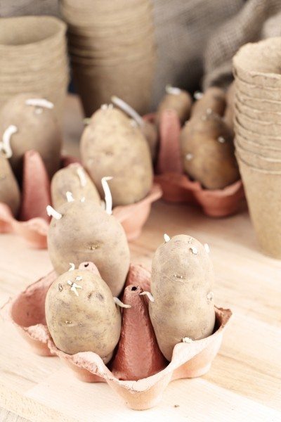 chitting potatoes2