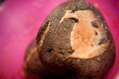 dry rot potato